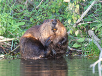 Beaver Aug. 14 2020 Barnes Lake, BC - 11 of 26
