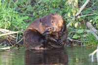 Beaver Aug. 14 2020 Barnes Lake, BC - 9 of 26