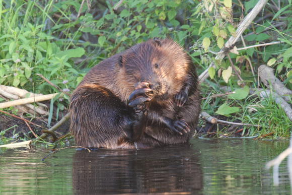 Beaver Aug. 14 2020 Barnes Lake, BC - 9 of 26