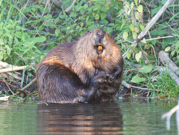 Beaver Aug. 14 2020 Barnes Lake, BC - 12 of 26