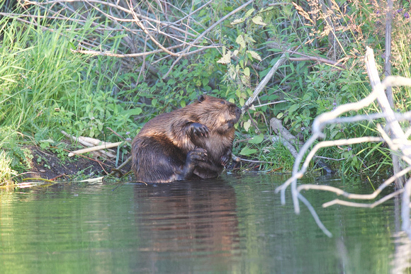 Beaver Aug. 14 2020 Barnes Lake, BC - 14 of 26