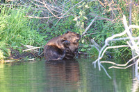 Beaver Aug. 14 2020 Barnes Lake, BC - 15 of 26