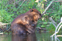 Beaver Aug. 14 2020 Barnes Lake, BC - 16 of 26