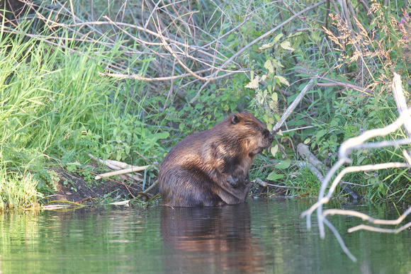 Beaver Aug. 14 2020 Barnes Lake, BC - 17 of 26