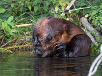 Beaver Aug. 14 2020 Barnes Lake, BC - 19 of 26