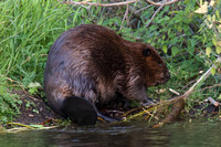 Beaver Aug. 14 2020 Barnes Lake, BC - 20 of 26