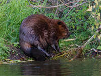 Beaver Aug. 14 2020 Barnes Lake, BC - 21 of 26