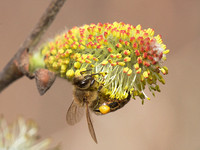 Honey Bee on willow Mar 29 2019 Cheam Lake  645