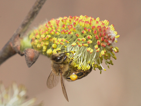 Honey Bee on willow Mar 29 2019 Cheam Lake  645