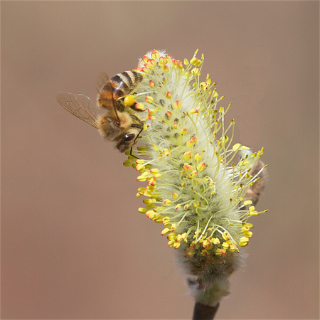 Honey Bee on willow Mar 29 2019 Cheam Lake  642