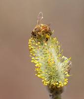 Honey Bee on willow Mar 29 2019 Cheam Lake  641