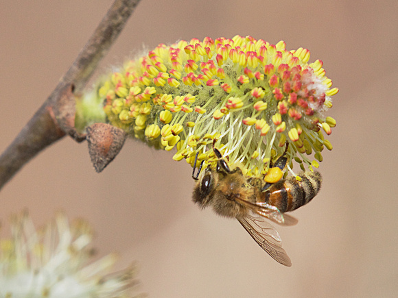 Honey Bee on willow Mar 29 2019 Cheam Lake  647