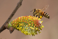 Honey Bee on willow Mar 29 2019 Cheam Lake  649