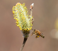 Honey Bee on willow Mar 29 2019 Cheam Lake  643