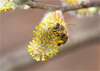 Honey Bee on willow Mar 29 2019 Cheam Lake  639