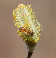 Honey Bee on willow Mar 29 2019 Cheam Lake  640