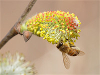 Honey Bee on willow Mar 29 2019 Cheam Lake  646