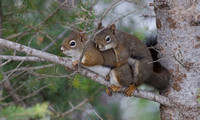 American Red Squirrel Oct 26 2020 Radium Hotsprings