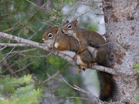 American Red Squirrel Oct 26 2020 Radium Hotsprings - 2 of 2