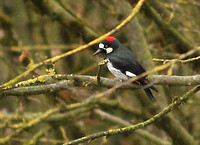 Acorn Woodpecker 5