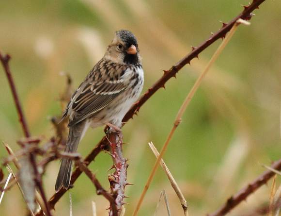 Harris's Sparrow 2