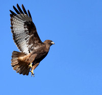 Red-tailed hawk 2