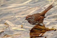 Song Sparrow on water