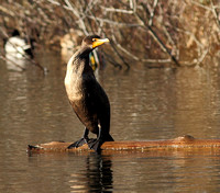 Double-crested Cormorant relaxing