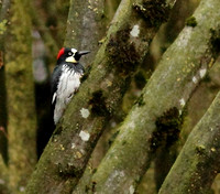 Acorn Woodpecker 4