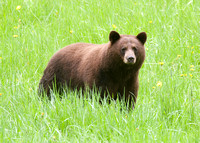 Bear brown Cheam May 17 2022 - 3 of 5