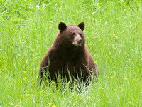 Bear brown Cheam May 17 2022 - 5 of 5