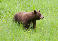 Bear brown Cheam May 17 2022 - 2 of 5
