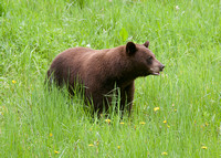 Brown bear May 17 2022 Cheam wetlands