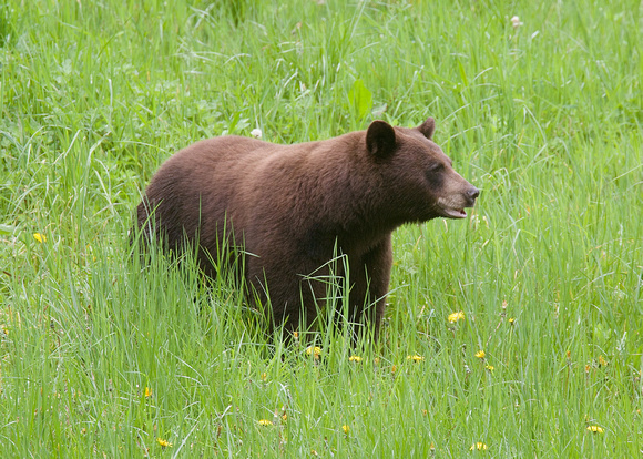 Bear brown Cheam May 17 2022 - 1 of 5