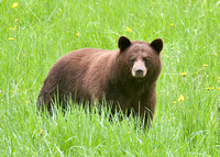 Bear brown Cheam May 17 2022 - 4 of 5
