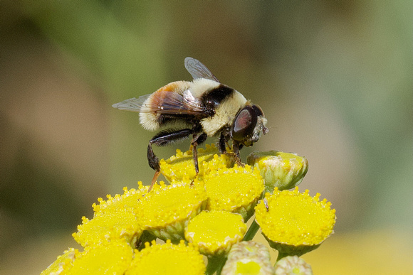 Bee (Orange-legged Drone Fly) on flower Aug 28 2022 Wilband - 2 of 3