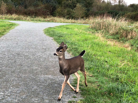 Deer Wilband Oct. 17 2020 - 1 of 1