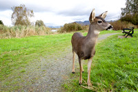 Deer young Wilband Oct 17 2020