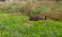 Deer Oct 21 2020 Wilband - 19 of 32