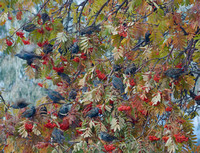 Starlings on Mountain Ash  Oct 26 2020 Radium Hotsprings - 1 of 3