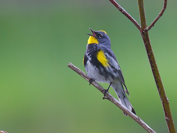 Yellow-rumped Warbler May 17 2022 Cheam - 1 of 2