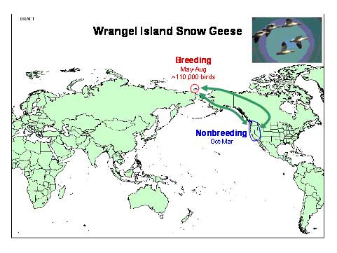 Wrangel-Island-Snow-Geese-Map
