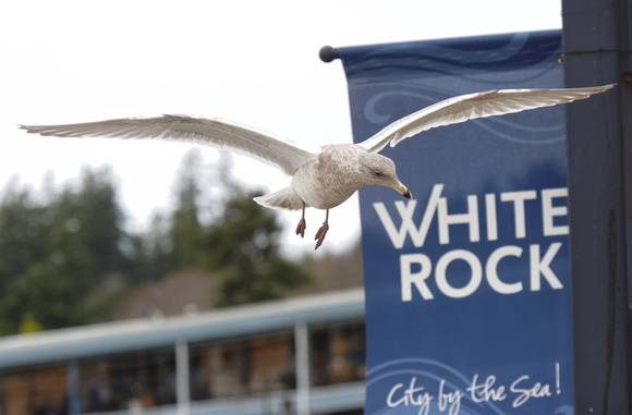 Gull In White Rock sign Nov 20,2020 - 1 of 1