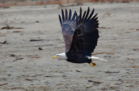 American Bald Eagle Dec 6 2020 Deroche - 1 of 4