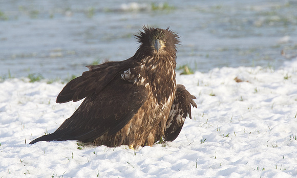 Bald Eagle Dec 24 2020 Sumas Prairie Juvenile - 2 of 3