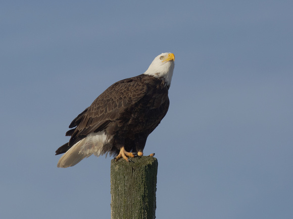 Bald Eagle adult Dec 24 2020 Sumas Prairie - 2 of 3
