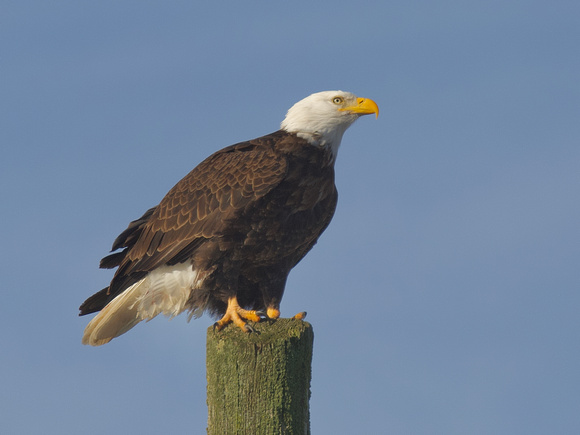 Bald Eagle adult Dec 24 2020 Sumas Prairie - 3 of 3