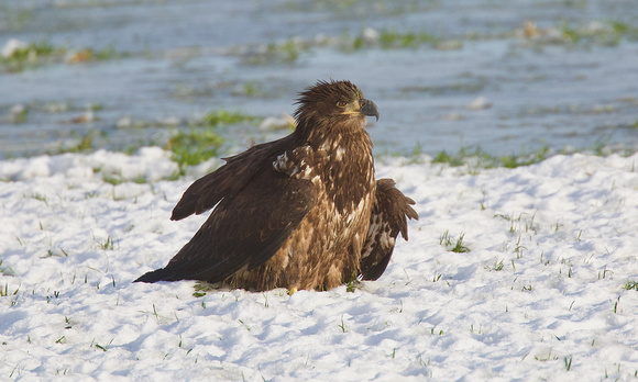 Bald Eagle Dec 24 2020 Sumas Prairie Juvenile - 3 of 3