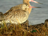 bar-tailed-Godwit-nov