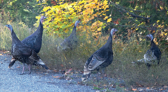 Wild Turkey Kaslo Oct 17 2013   044